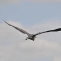 DSC 4706
