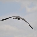 DSC 4707