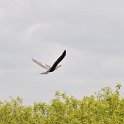 DSC 4718