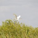 DSC 4720