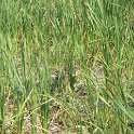 DSCF0244
