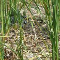DSCF0245