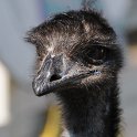 DSC 9192