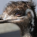 DSC 9194