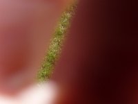 P1010610