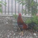 IMG 0377