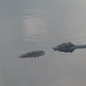 IMG 0461