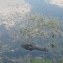 IMG 0466