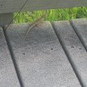 IMG 0469