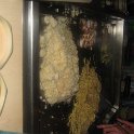 IMG 0544