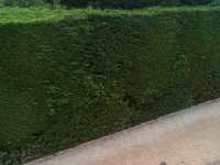 IMG 0558