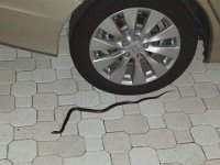 20130808 222414  Snake