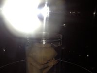 IMG 0229