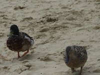 DSC01888