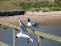 DSC 9117 : Poole Brownsea June 2013