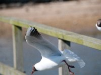 DSC 9120 : Poole Brownsea June 2013