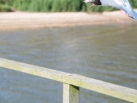DSC 9148 : Poole Brownsea June 2013