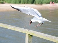 DSC 9150 : Poole Brownsea June 2013