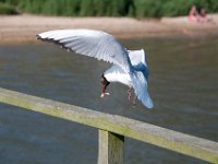 DSC 9151 : Poole Brownsea June 2013