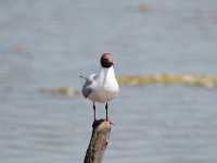 DSC 9200 : Poole Brownsea June 2013