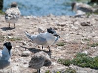 DSC 9207 : Poole Brownsea June 2013