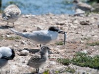 DSC 9210 : Poole Brownsea June 2013