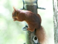 DSC 9239 : Poole Brownsea June 2013