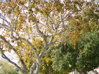 DSC 0086