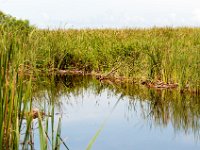 DSC 8220 : Chloe, Ella, Everglades, Luke