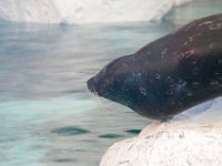 DSC 9980 : SeaWorld Orlando