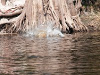 DSC 9031 : Indian Princess Peace River 2014 Apache