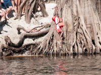 DSC 9041 : Indian Princess Peace River 2014 Apache