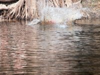 DSC 9186 : Indian Princess Peace River 2014 Apache