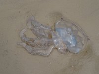 DSC03355