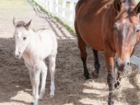 DSC 0464 : Indian Princess Westgate Apache February 2015