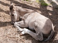DSC 0465 : Indian Princess Westgate Apache February 2015