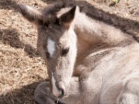 DSC 0466 : Indian Princess Westgate Apache February 2015