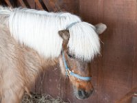 DSC 0472 : Indian Princess Westgate Apache February 2015