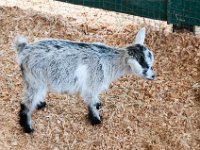 DSC 0476 : Indian Princess Westgate Apache February 2015
