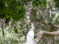 DSC 0699