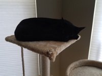 20160430 105243  Louie 3