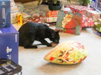 DSC 2557 : Christmas Day 2016