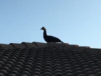 IMG 3529