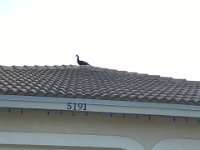 IMG 3530
