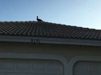 IMG 3532