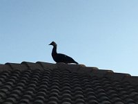 IMG 3533