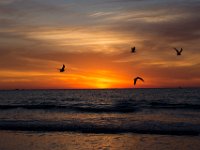 DSC 2693 : Clearwater Beach Sunset Luke