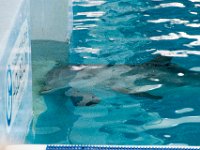 DSC 2516 : Clearwater Aquarium Luke
