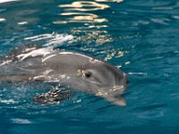 DSC 2517 : Clearwater Aquarium Luke