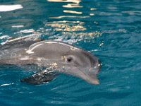 DSC 2518 : Clearwater Aquarium Luke